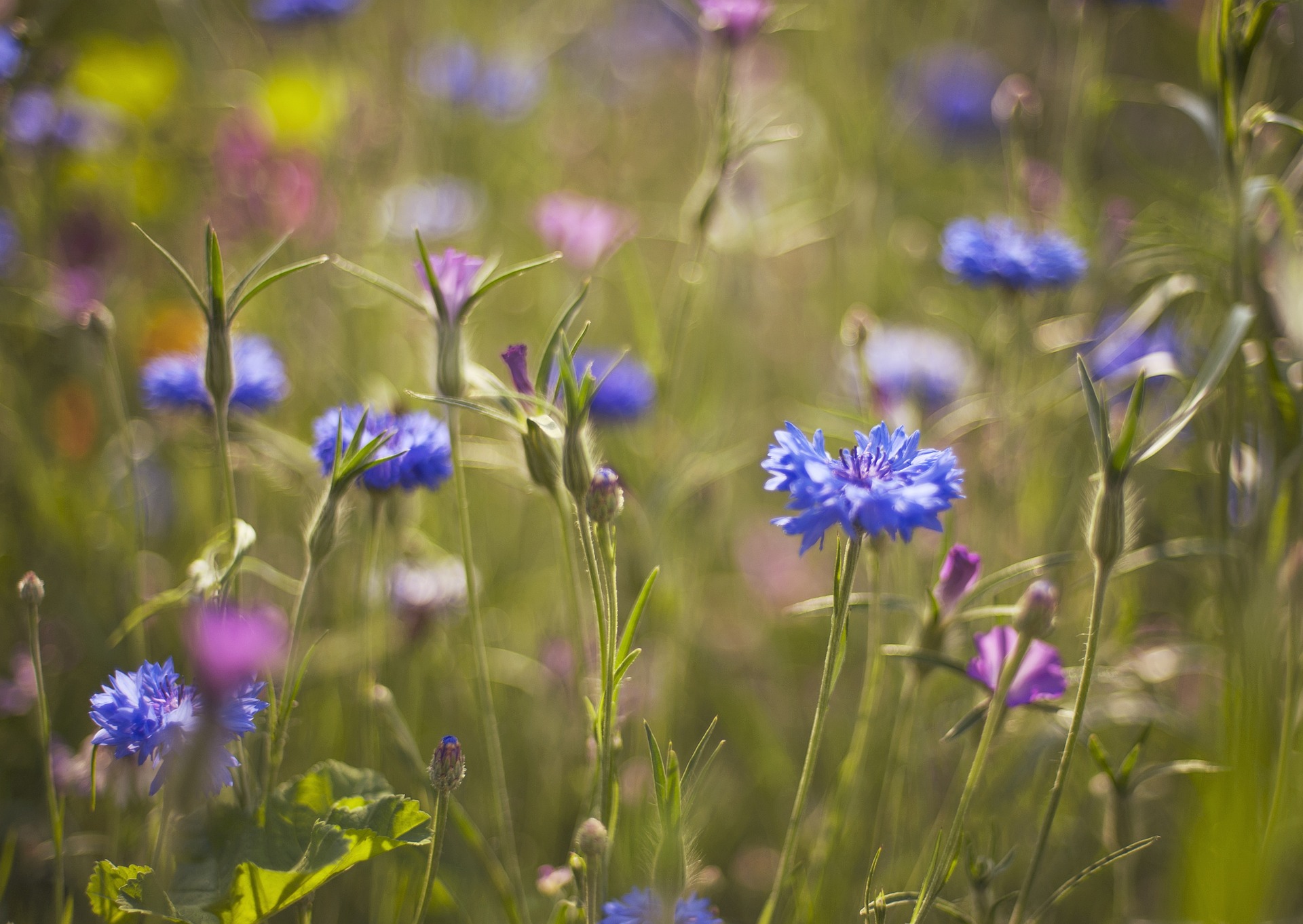 meadow