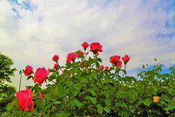 konevi rose